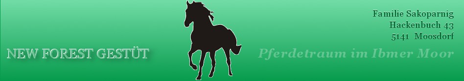 New Forest Pony, Pony Gestüt im Ibmer Moor, Familie Sakoparnig
